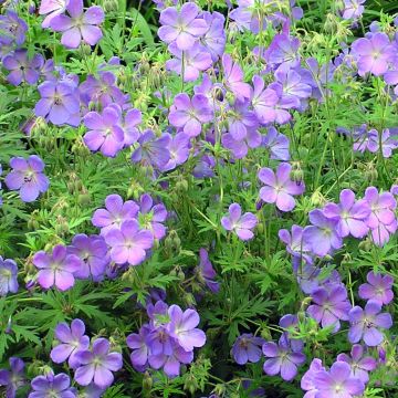 Geranium Johnsons blue