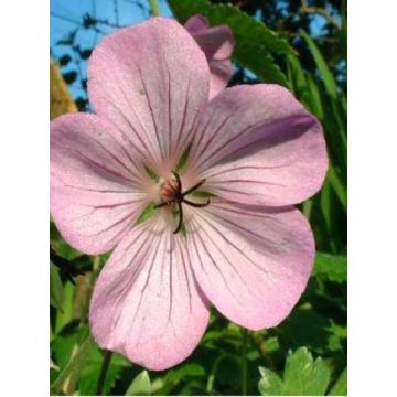 Geranium Joy