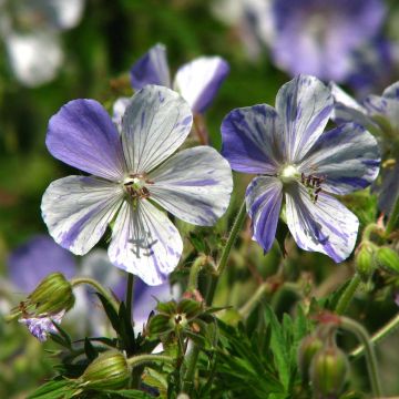 Geranium pratense Splish Splash