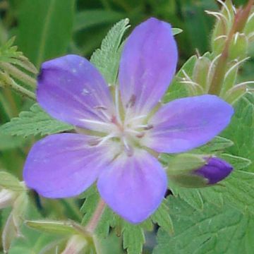Geranium sylvaticum May Flower