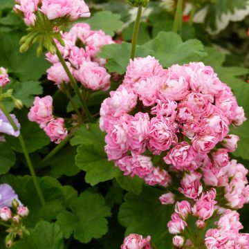 Pelargonium hortorum Apple Blossom Rosebud