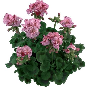 Pelargonium Flic Flac Violet Nova