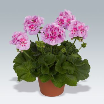 Pelargonium Icecrystal