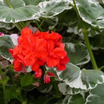 Pelargonium Wilhelm Langguth