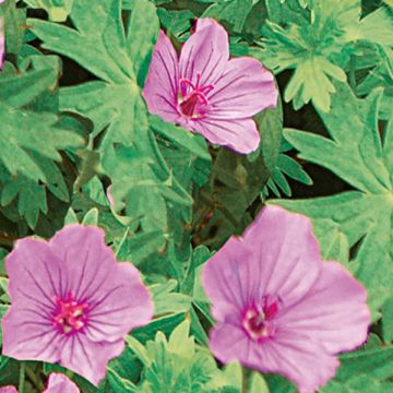 Geranium Dilys