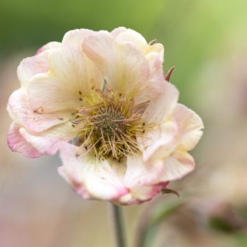Geum Two Tone Pearl - Avens