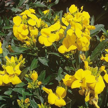 Wallflower Cloth of Gold Mini Plugs - Erysimum cheiri