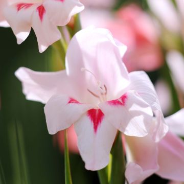 Gladiolus Elvira - Sword Lily