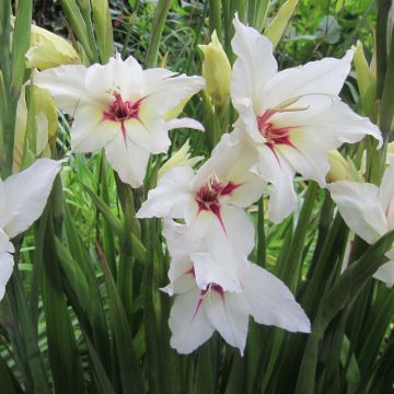 Gladiolus x callianthus Lucky Star - Abyssinian gladiolus