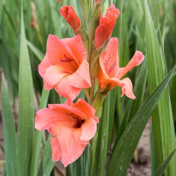 Gladiolus grandiflorus Peter Pears - Sword Lily