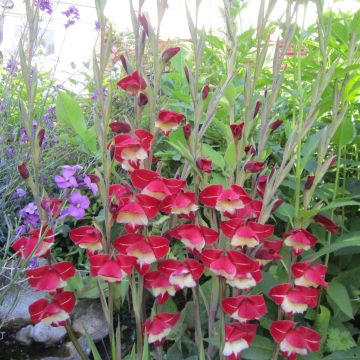 Gladiolus primulinus Laura Jay - Sword Lily