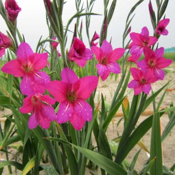 Gladiolus byzantinus Whistling Jack - Byzantine Gladiolus