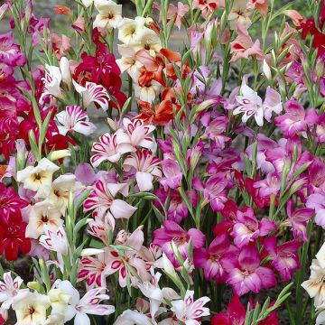 Gladiolus Mix - Sword Lily