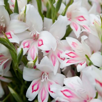 Gladiolus Nymph - Sword Lily