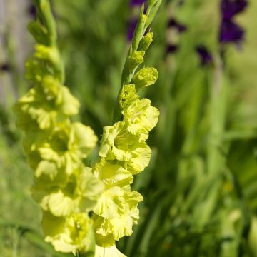 Gladiolus Green Star - Sword Lily