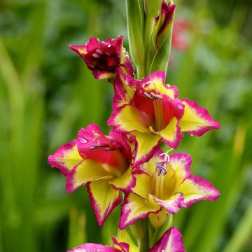 Gladiolus Flevo Laguna - Sword Lily