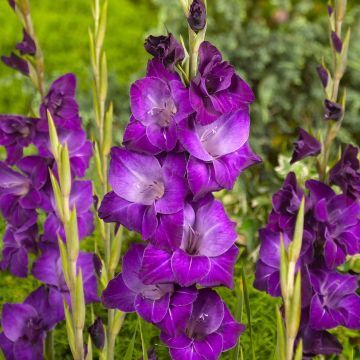 Gladiolus Violetta - Sword Lily