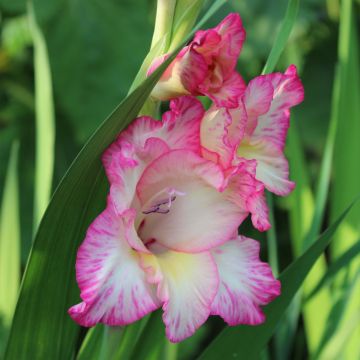 Gladiolus grandiflorus Priscilla - Sword Lily