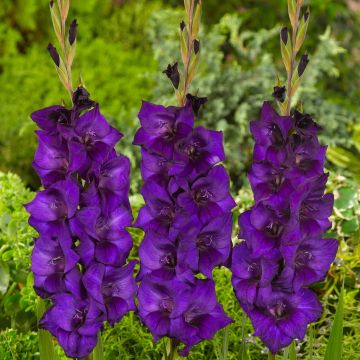 Gladiolus Purple Flora - Sword Lily