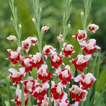 Gladiolus primulinus Bizar - Sword Lily