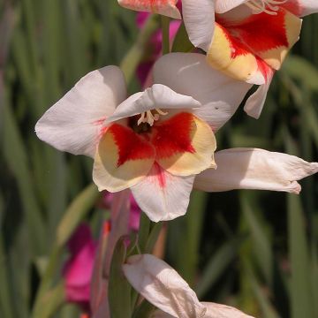 Gladiolus Lorena - Sword Lily