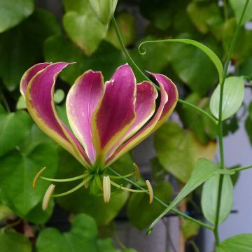 Gloriosa carsonii - Glory lily