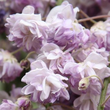 Wisteria floribunda Violacea Plena