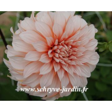 Dahlia Gordon Hoston