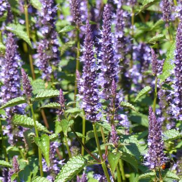 Agastache Astello Indigo