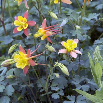 Tequila Sunrise Columbine - Aquilegia skinneri seeds