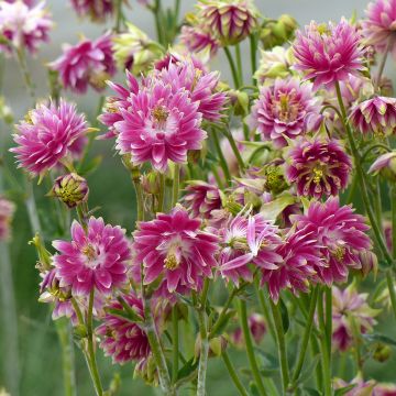 Aquilegia vulgaris var. stellata Nora Barlow - Columbine seeds