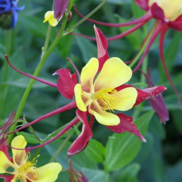 Aquilegia hybrida Firecracker - Columbine