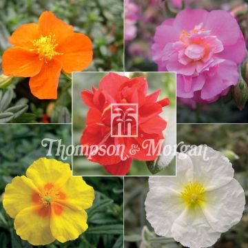 Helianthemum Mixture - Rock Rose