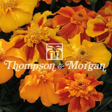 Tagetes x patula Sunburst F1 mixed