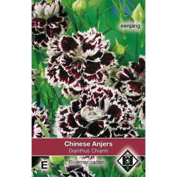 China Pink Chianti Seeds - Dianthus chinensis