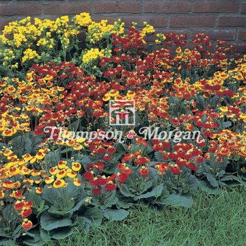 Calceolaria Sunset Mixed seeds
