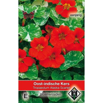 Tropaelum majus Alaska Scarlet Seeds - Dwarf Nasturtium