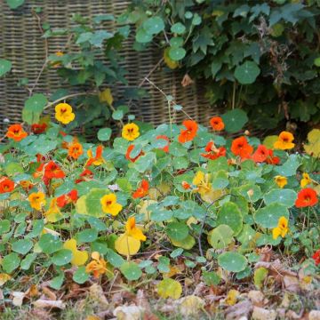 Tropaeolum Tom Thumb - Dwarf Nasturtium seeds in a mix