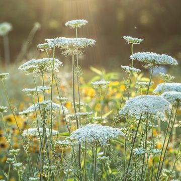 Wild carrot seeds - Daucus carota