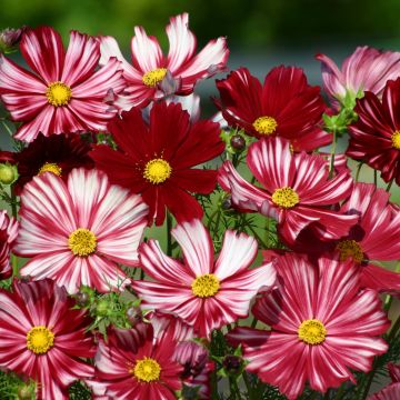 Cosmos Velouette Seeds - Cosmos bipinnatus