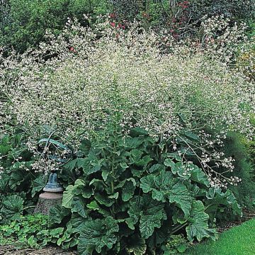 Crambe cordifolia - Flowering Sea Kale Seeds