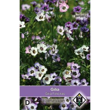 Gilia tricolor Felicitas - Bird's Eye seeds