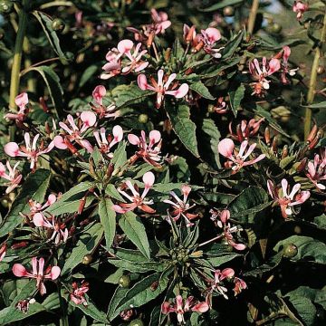 Lopezia cordata Pretty Rose - seeds