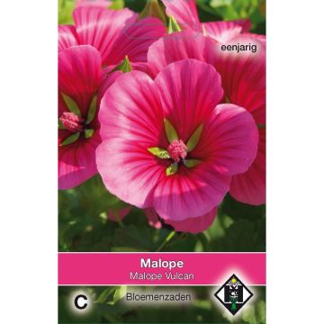 Malope trifida Vulcan - Mallowwort seeds