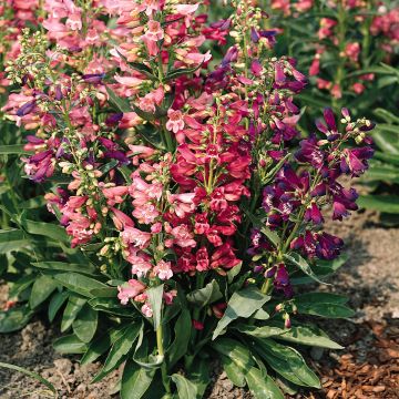 Penstemon barbatus Cambridge Mixture