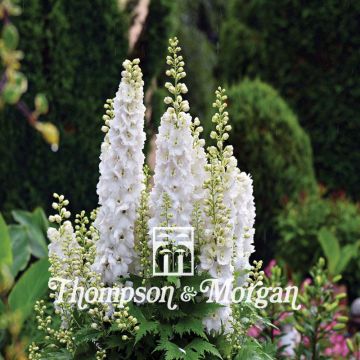 Giant Larkspur Qis White Seeds - Annual Delphinium