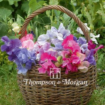 Lathyrus odoratus Antique Fantasy mixed - Sweet Pea Seeds