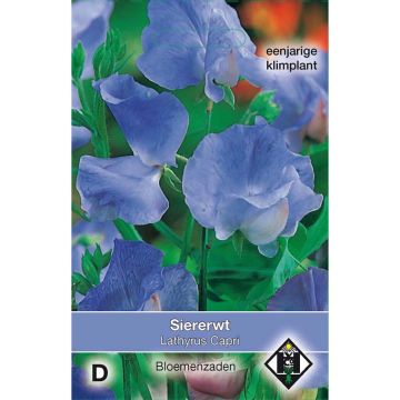 Lathyrus odoratus Capri - Sweet Pea Seeds