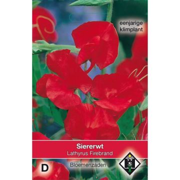 Lathyrus odoratus Firebrand - Sweet Pea Seeds