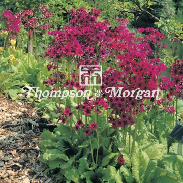 Primula japonica Millers Crimson Seeds - Japanese Primrose